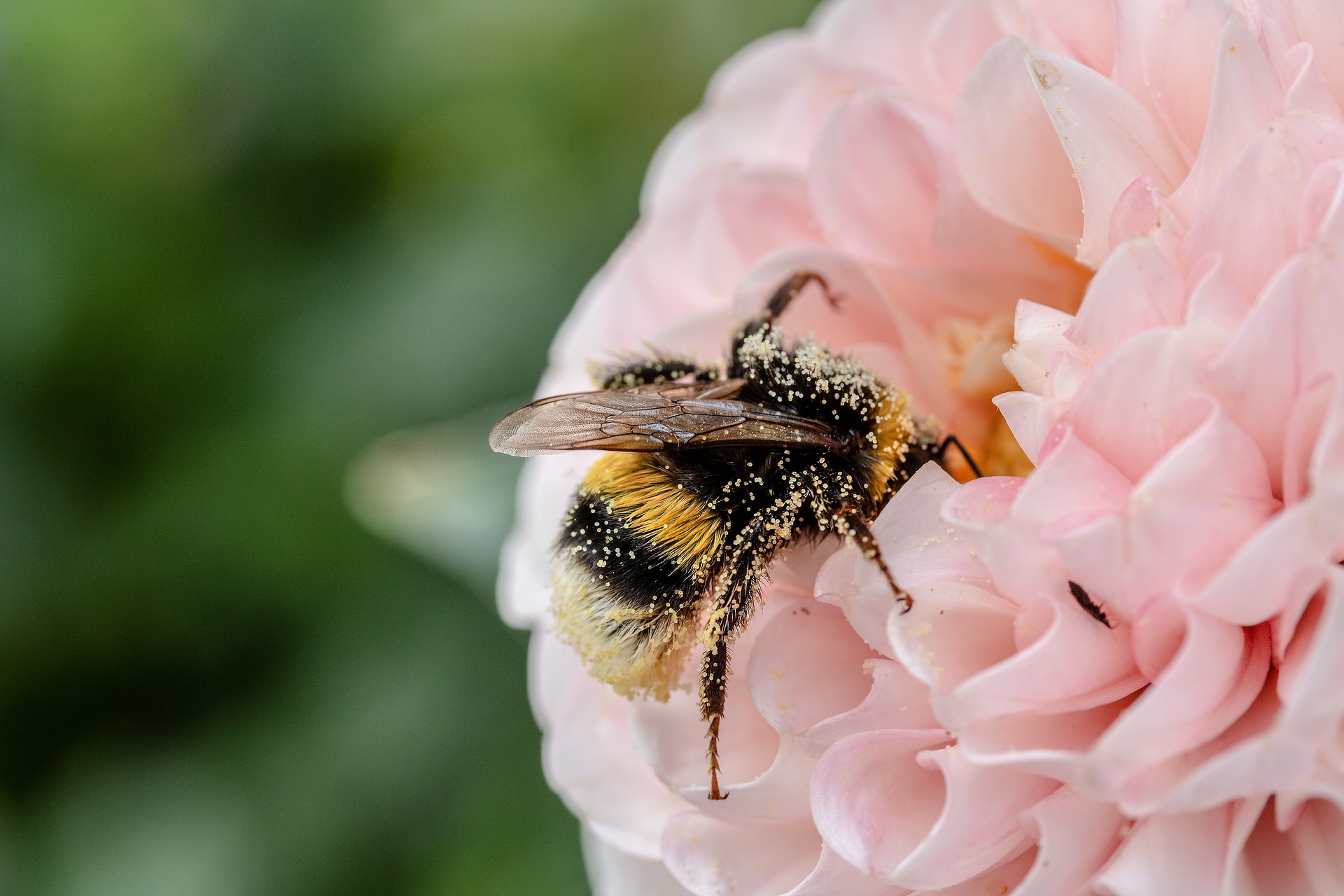 Bee on a flower. English.