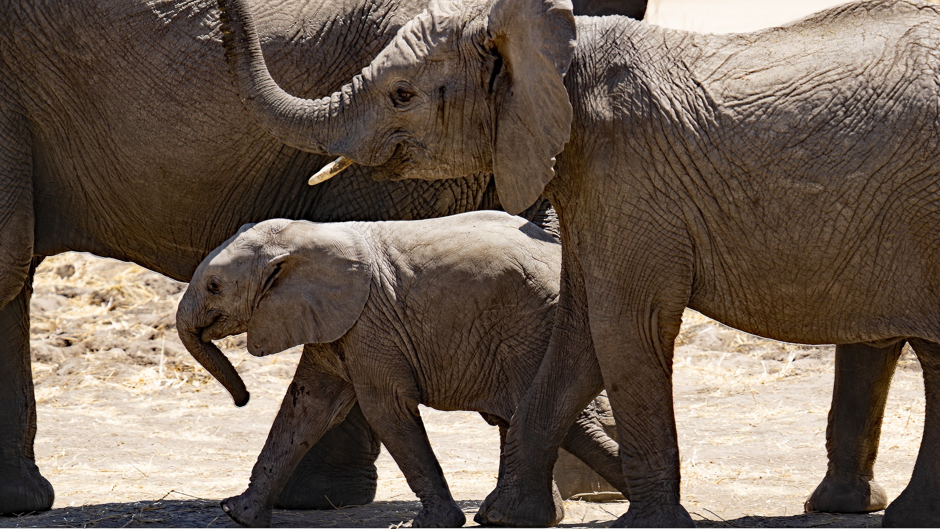 An elephant calf walking between two larger elephants, esl-tree.com